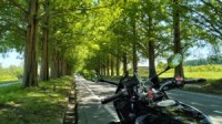 metasequoia_20230617